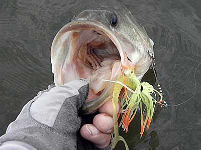 Fish Behavior: Different Fish Respond to Instincts and .